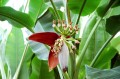 Musabalbisiana02.jpg