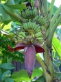 Musabalbisiana03.jpg