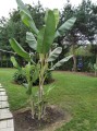 Musabalbisiana04.jpg