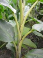 Musabalbisiana05.jpg