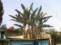 Musabalbisiana06.jpg