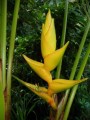 HeliconiaChampneianaMayaGold03.jpg