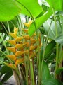 HeliconiaChampneianaMayaGold05.jpg