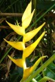 HeliconiaChampneianaMayaGold04.jpg