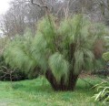 Elegiacapensis01.jpg