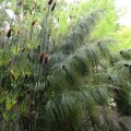 Elegiacapensis04.jpg