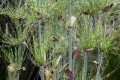 Elegiacapensis05.jpg