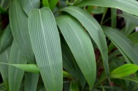 Setaria Palmifolia 
