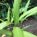 Setariapalmifolia01.jpg