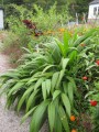 Setariapalmifolia03.jpg