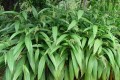 Setariapalmifolia04.jpg
