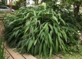Setariapalmifolia06.jpg