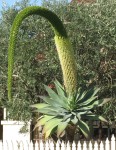 Agave Attenuata Subsp.Attenuata