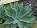 Agaveattenuata01.jpg