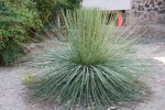 Agave Geminiflora 