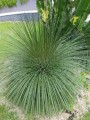 Agavegeminiflora03.jpg