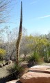 Agavegeminiflora05.jpg