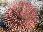 Agave Stricta Rubra 