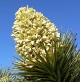 Yuccabrevifolia04.jpg