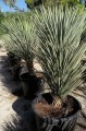 Yuccabrevifolia05.jpg