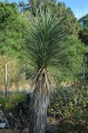 Yuccabrevifolia07.jpg