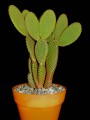 OpuntiaMicrodasysRufida01.jpg