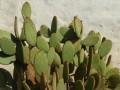 OpuntiaMicrodasysRufida02.jpg