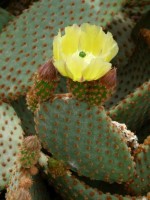 Opuntia Microdasys Subsp.Rufida 