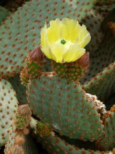 OpuntiaMicrodasysRufida03.jpg