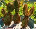 OpuntiaMicrodasysRufida05.jpg