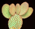 OpuntiaMicrodasysRufida06.jpg