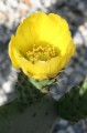 OpuntiaIndica06.jpg