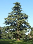 Cedrus Deodara 