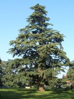 Cedrus Deodara 