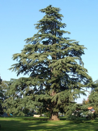 cedrusdeodara02.jpg