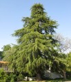 cedrusdeodara06.jpg