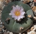 Lophophora04.jpg