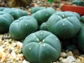 Lophophora01.jpg