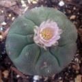 Lophophora03.jpg
