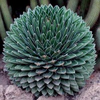 Agave Victoriae Reginae Var.Compacta 