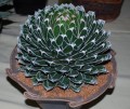 AgaveVictoriaeCompacta01.jpg