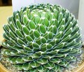 AgaveVictoriaeCompacta03.jpg