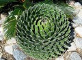 AgaveVictoriaeCompacta05.jpg