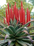 Aloe Ferox 