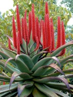 Aloe Ferox 
