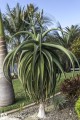 AloeThraskii03.jpg