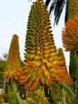 Aloe Thraskii 