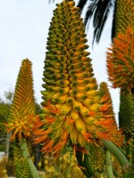 Aloe Thraskii 