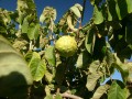 Cherimoya02.jpg