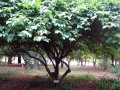 Cherimoya03.jpg